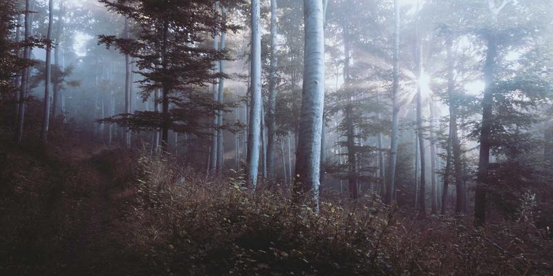 Tom Olson88：在个人博客中探索真实生活方式的数字叙事者