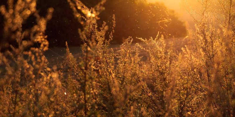 Tom Olson的晨间科学仪式：融合自我提升与科技的高效生活蓝图