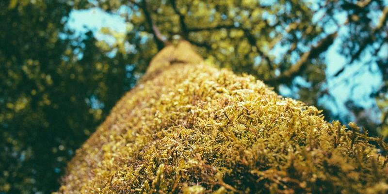 Tom Olson 谈创造性休息：为何高质量休息是个人成长与效率的核心