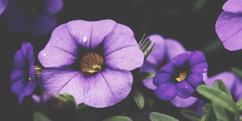 从个人博客到跨界成长：Tom Olson如何用技术、哲学与心理学框架重塑健康生活